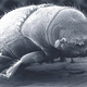 Image for article titled Which species stand to benefit the most from global warming?